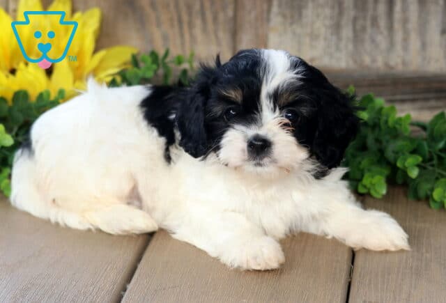 Adorable Cavachon puppy with fluffy black and white fur lying down on a wooden floor, surrounded by greenery and a bright yellow sunflower in the background. image