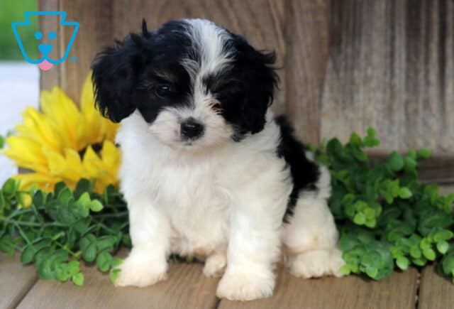 Adorable Cavachon puppy with fluffy black and white fur sitting on a wooden porch, surrounded by green leaves and a bright yellow sunflower. image