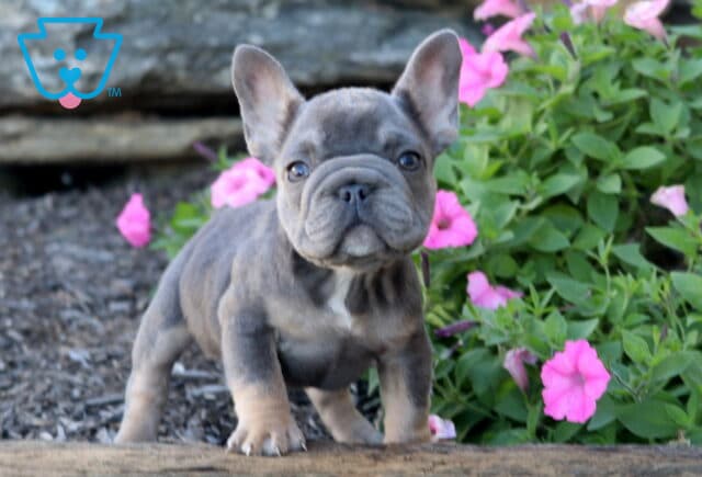 Playful blue and tan French Bulldog puppy standing on mulch in front of pink flowers, looking alert with bright eyes and upright ears. image