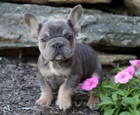Nala French Bulldog2