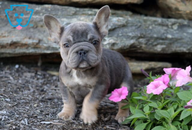 Cute blue and tan French Bulldog puppy walking beside pink flowers with a stone wall in the background, looking curious and alert. image
