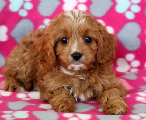 Navy Cavapoo Navy Cavapoo