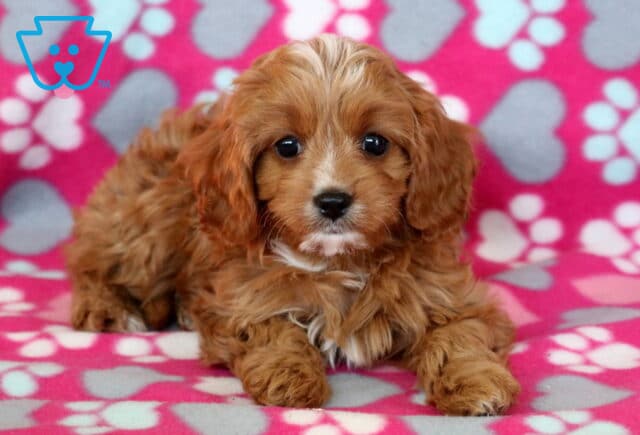 Adorable Cavapoo puppy with a soft reddish-brown coat and white chest markings lying on a pink blanket with heart and paw prints, looking up sweetly with big dark eyes. image