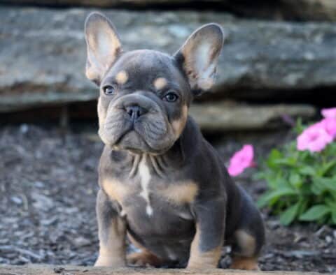 Navy French Bulldog