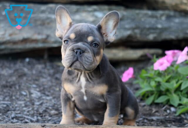 Navy French Bulldog image