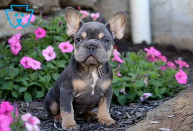 Navy French Bulldog2 image
