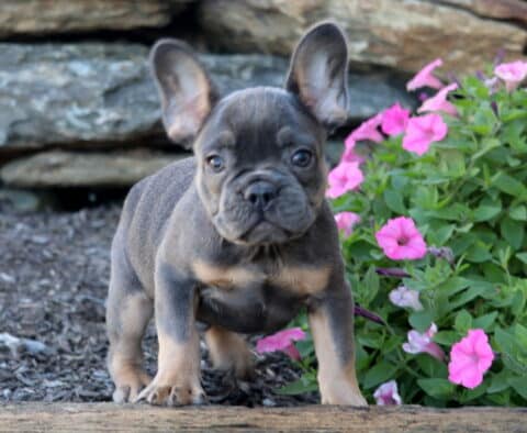 Necco French Bulldog