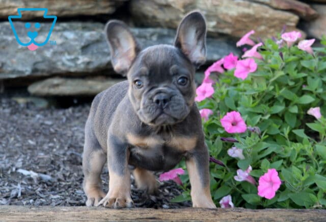 Necco French Bulldog image