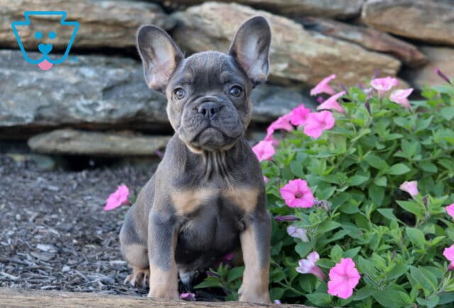 Necco French Bulldog2 image