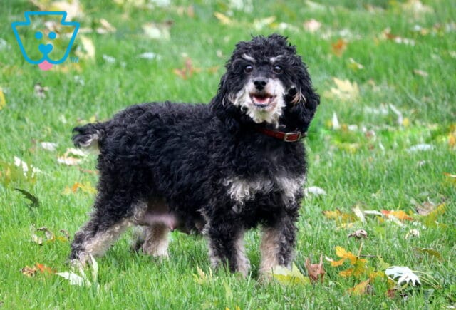 Nellie Mini Poodle Daniel Fisher image