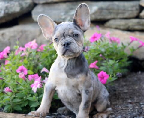 Nesley French Bulldog2