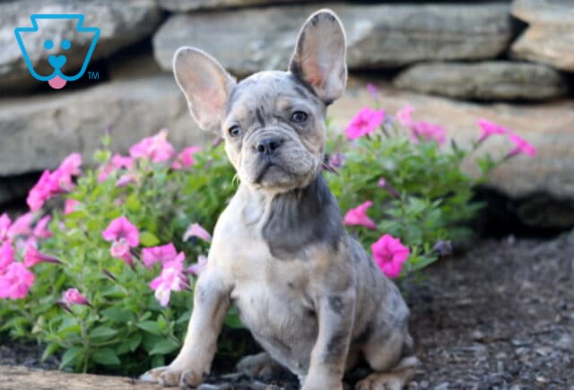Nesley French Bulldog2 image