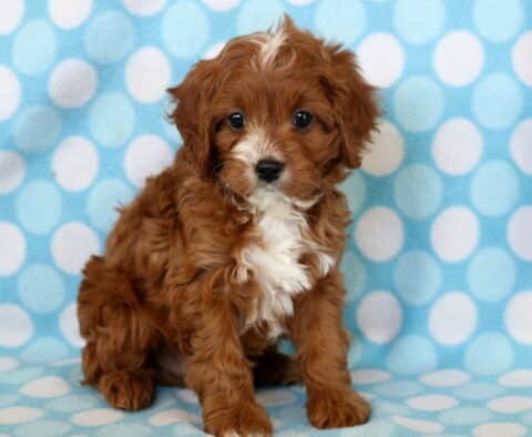 Nick Cavapoo Nick Cavapoo