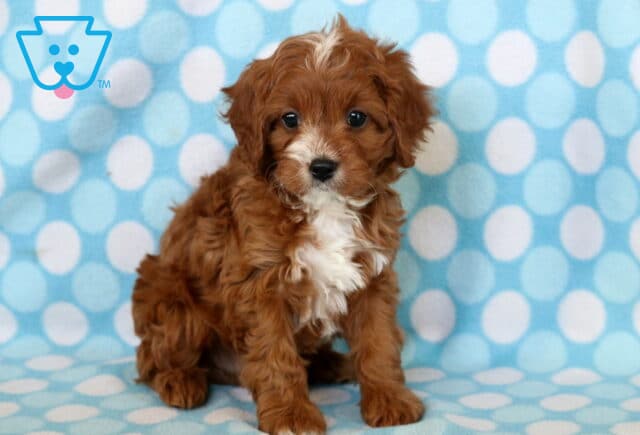 Cute Cavapoo puppy with a soft reddish-brown curly coat and white chest markings sitting on a light blue polka dot blanket, gazing sweetly at the camera. image