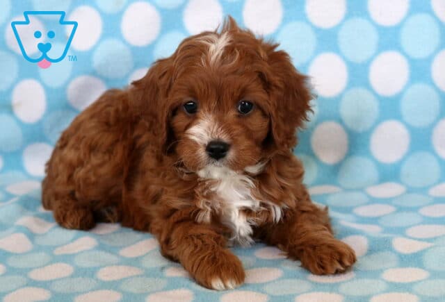 Sweet Cavapoo puppy with a soft reddish-brown curly coat and white markings on the chest and nose lying on a light blue polka dot blanket, looking up with big dark eyes. image