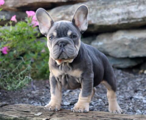 Nick French Bulldog