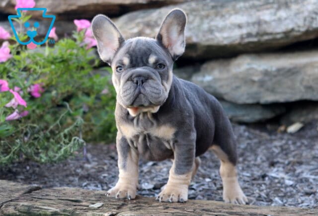 Nick French Bulldog image