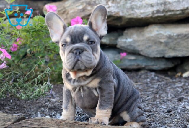 Nick French Bulldog2 image