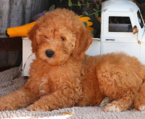 Olive Mini Goldendoodle