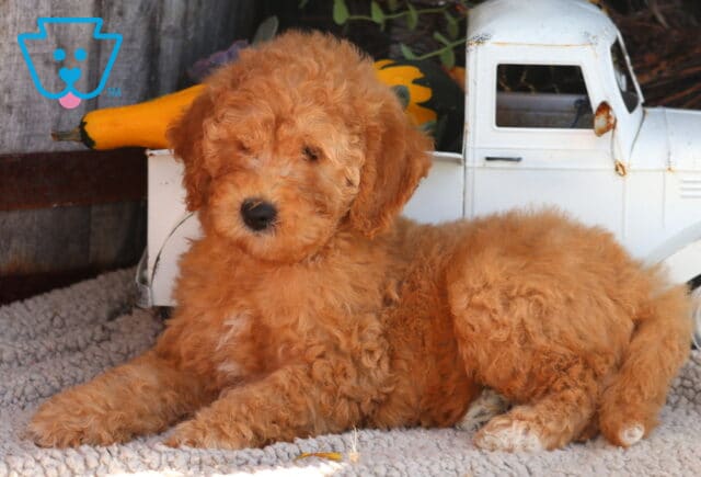 Olive Mini Goldendoodle image