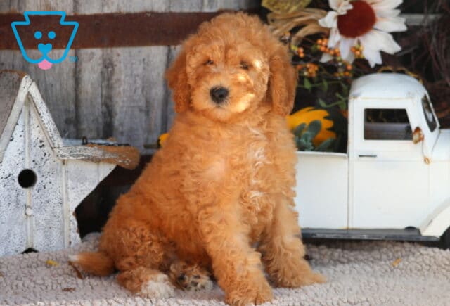 Olive Mini Goldendoodle2 image