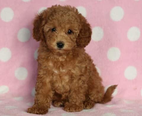 Olivia Mini Poodle Olivia Mini Poodle