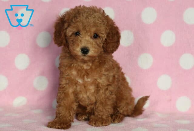 Tiny Mini Poodle puppy with soft, curly apricot fur sitting on a pink polka-dot blanket, gazing sweetly at the camera with a calm and gentle expression. image