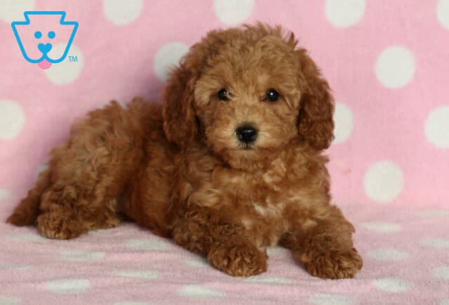 Fluffy apricot Mini Poodle puppy with soft curls and a small white patch on its chest lying on a pink polka-dot blanket, looking sweetly into the camera. image