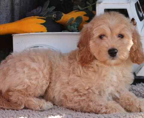 Oreo Mini Goldendoodle