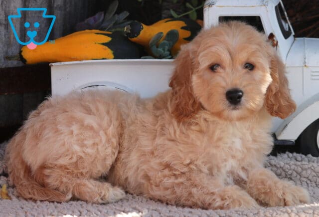 Oreo Mini Goldendoodle image