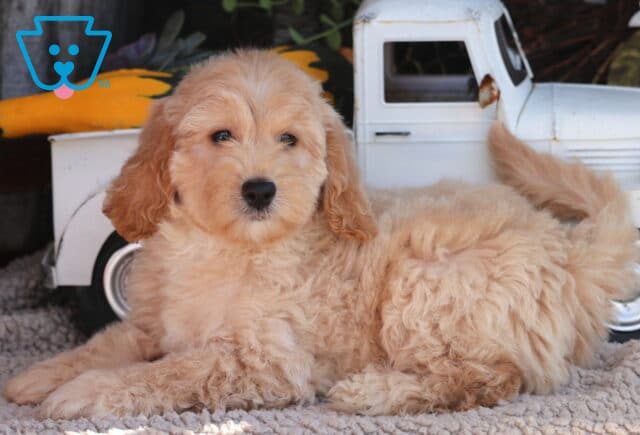 Oreo Mini Goldendoodle2 image