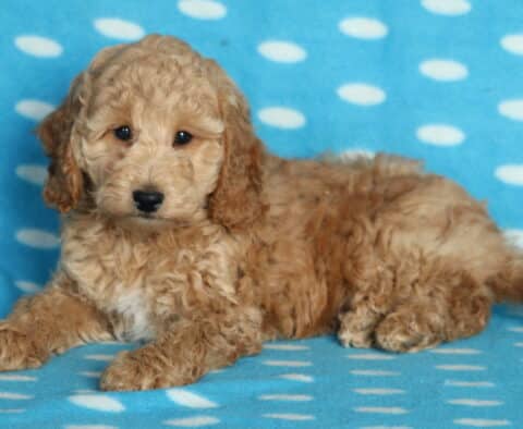Curly apricot Mini Poodle puppy with a white patch on its chest lying on a blue polka-dot blanket, looking gently toward the camera with a calm expression.