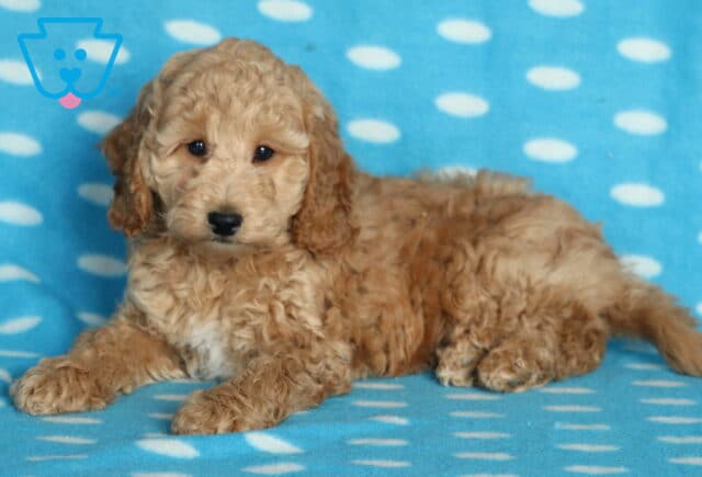 Curly apricot Mini Poodle puppy with a white patch on its chest lying on a blue polka-dot blanket, looking gently toward the camera with a calm expression. image