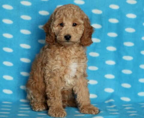 Oscar Mini Poodle2 Oscar Mini Poodle2