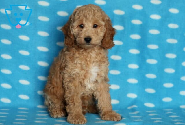 Fluffy apricot Mini Poodle puppy with a white patch on its chest sitting upright on a blue polka-dot blanket, looking softly at the camera with a curious expression. image