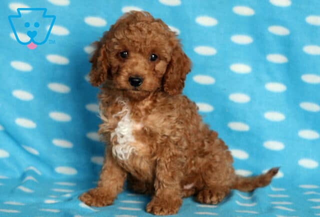 Adorable Mini Poodle puppy with tight reddish curls and a small white patch on its chest sitting on a blue polka-dot blanket, looking curiously at the camera. image