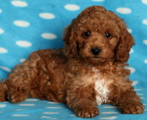 Otis Mini Poodle2 Otis Mini Poodle2