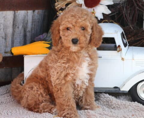 Ozzy Mini Goldendoodle