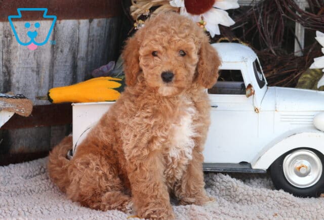 Ozzy Mini Goldendoodle image