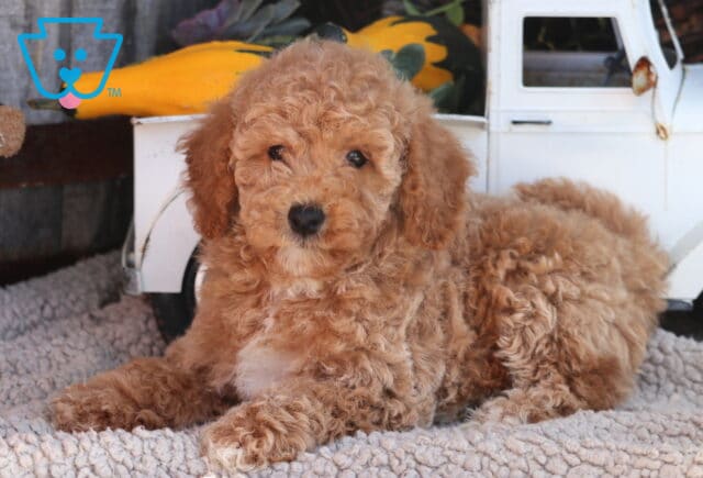 Ozzy Mini Goldendoodle2 image