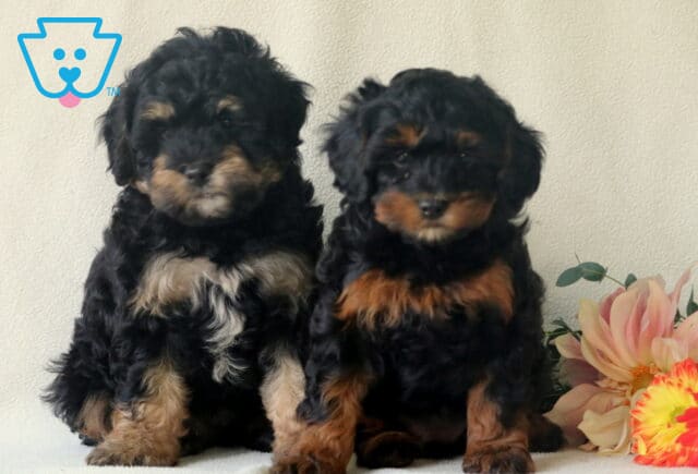 P Litter Cavapoo image