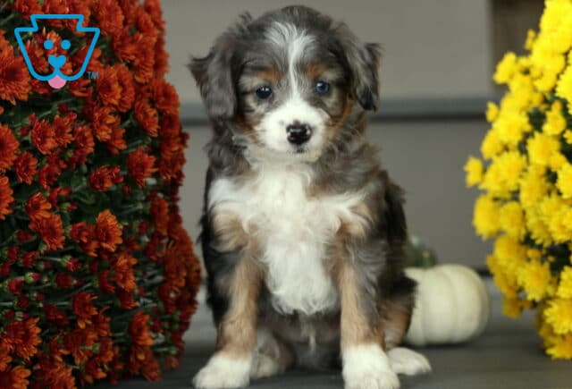 Adorable Mini Aussiedoodle puppy with a tri-color merle coat sitting between red and yellow mums, showing off soft fur and bright blue eyes. image