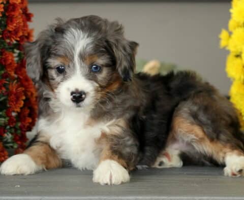 Cute Mini Aussiedoodle puppy with a blue merle coat and bright blue eyes lying between red and yellow mums, showing soft tri-color fur and a sweet, calm expression.