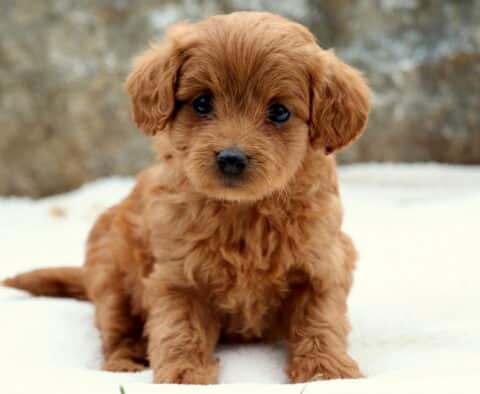 Adorable Toy Labradoodle puppy with a rich red curly coat sitting on a soft white surface, looking up with sweet dark eyes and a curious expression.