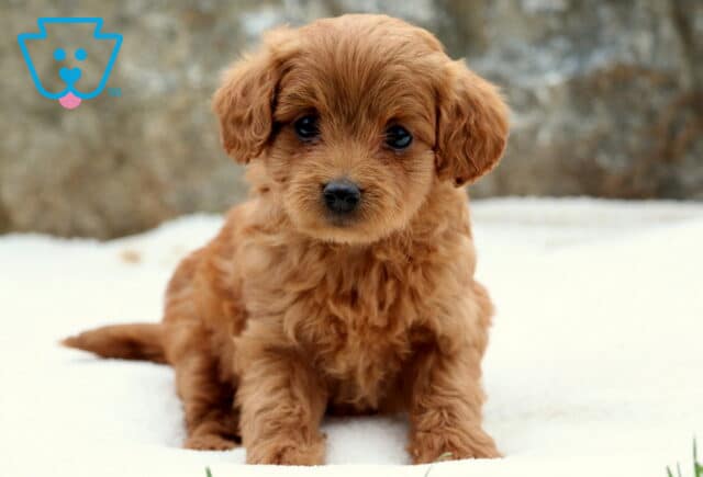 Adorable Toy Labradoodle puppy with a rich red curly coat sitting on a soft white surface, looking up with sweet dark eyes and a curious expression. image