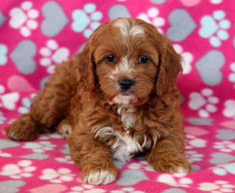 Paisley Cavapoo Paisley Cavapoo