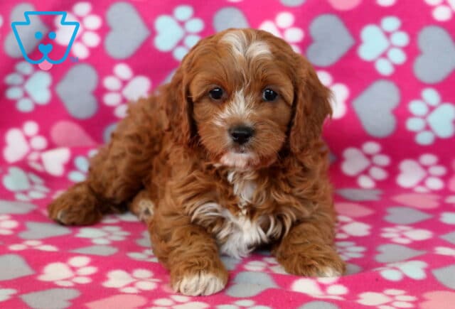 Adorable Cavapoo puppy with a fluffy reddish-brown coat and white chest lying on a pink blanket covered in heart and paw print patterns, gazing sweetly at the camera. image