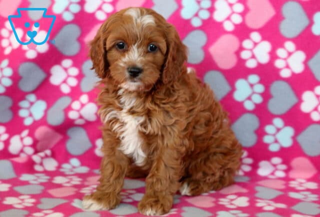 Sweet Cavapoo puppy with a wavy reddish-brown coat and white chest sitting on a pink heart and paw print blanket, giving a gentle and curious look at the camera. image