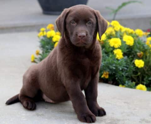 Chocolate Labrador puppy sitting upright on a sidewalk, looking calm and sweet with bright yellow flowers behind.