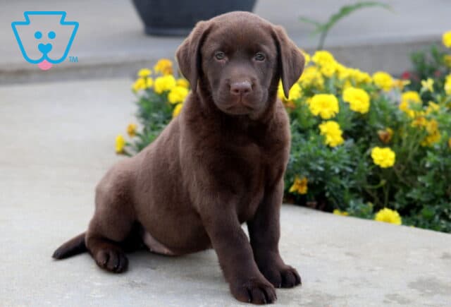 Chocolate Labrador puppy sitting upright on a sidewalk, looking calm and sweet with bright yellow flowers behind. image